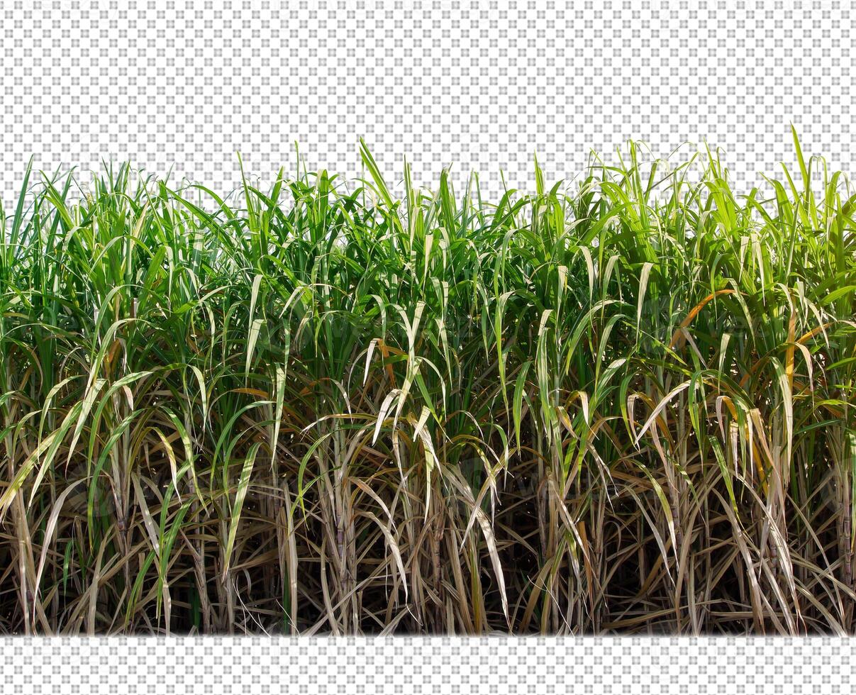 sugar cane on transparent picture background with clipping path photo