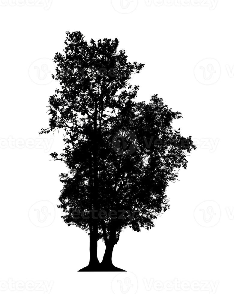 Tree silhouette for brush on white background. photo