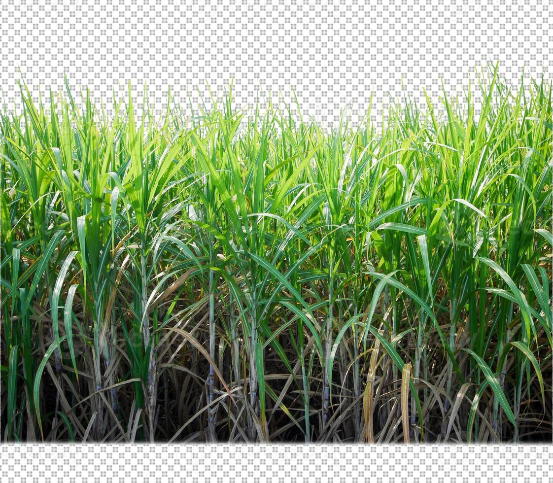 caña de azúcar sobre fondo de imagen transparente con trazado de recorte foto