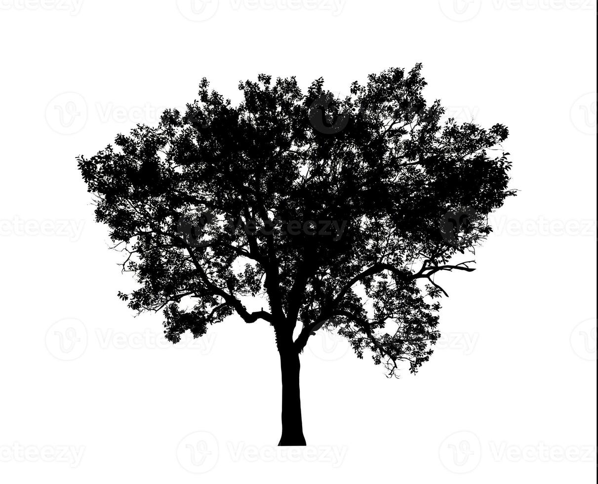 Tree silhouette for brush on white background. photo