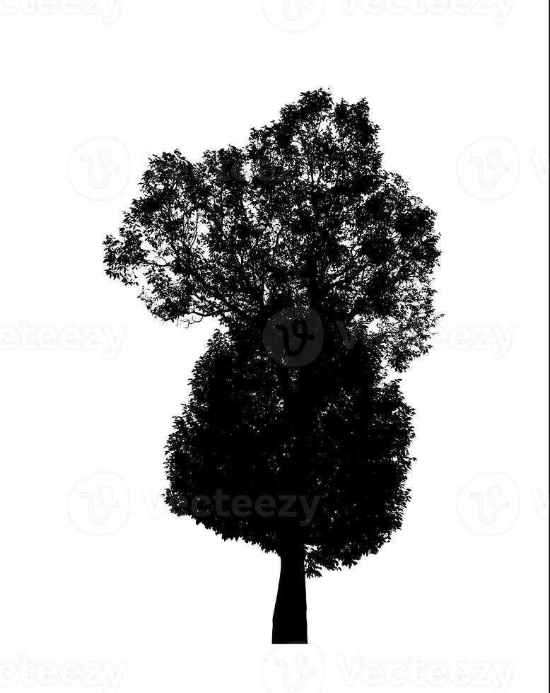 Tree silhouette for brush on white background. photo