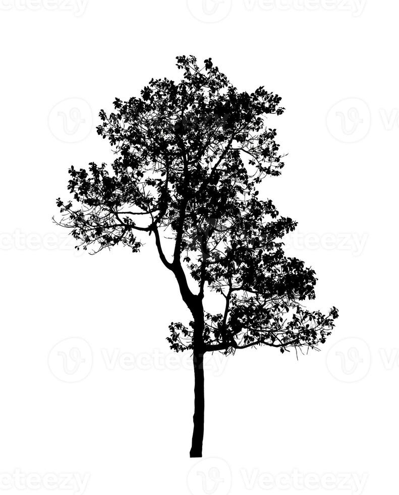 Tree silhouette for brush on white background. photo