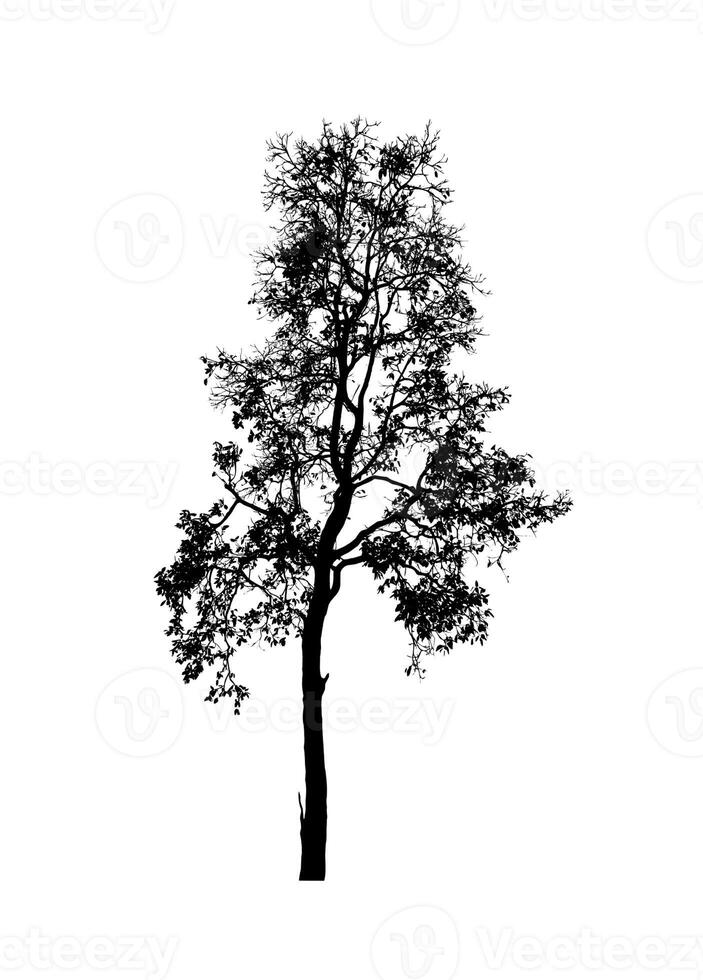 árbol silueta para cepillo en blanco antecedentes. foto