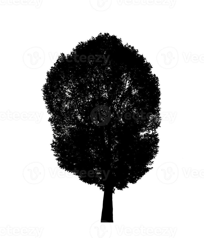 Tree silhouette for brush on white background. photo