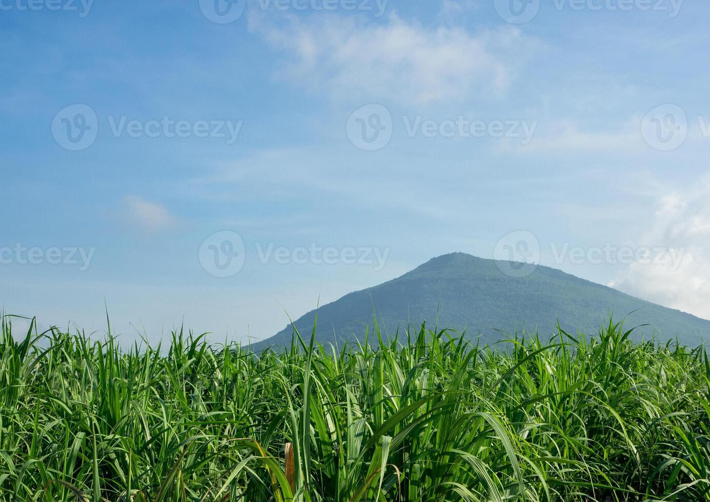 Sugarcane field at sunset photo