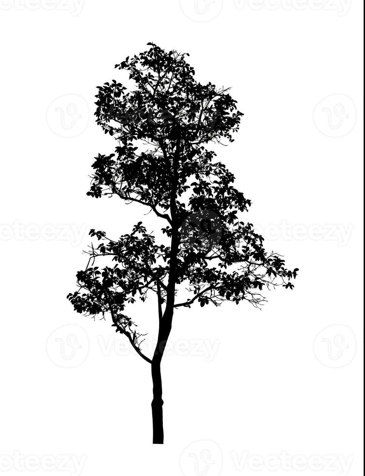 árbol silueta para cepillo en blanco antecedentes. foto