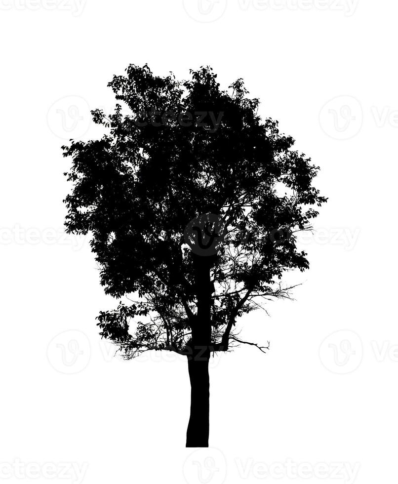 Tree silhouette for brush on white background. photo