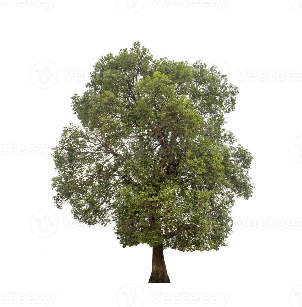 Tree that are isolated on a white background are suitable for both printing and web pages photo