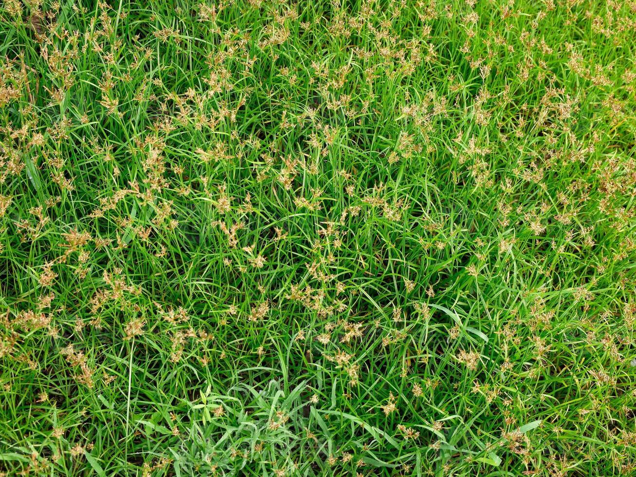 Grass blade background photo