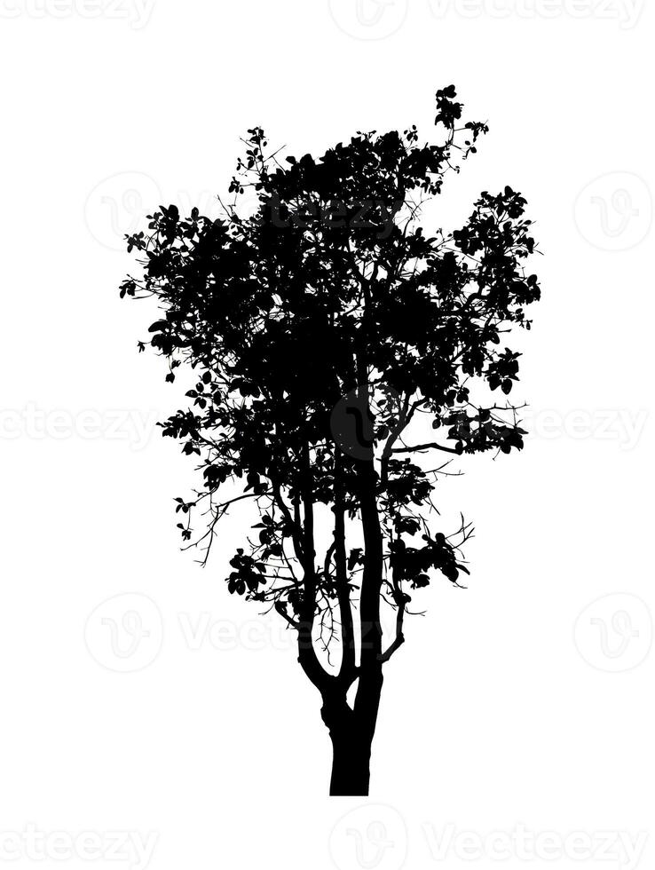 Tree silhouette for brush on white background. photo