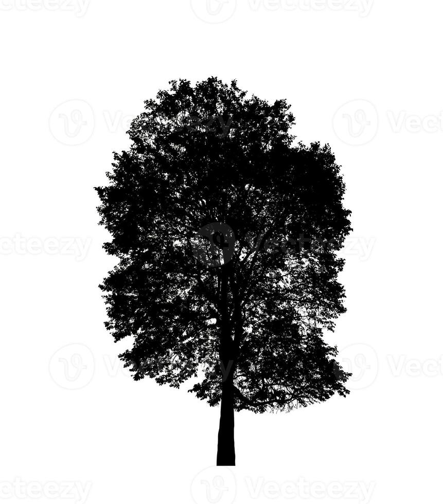 árbol silueta para cepillo en blanco antecedentes. foto