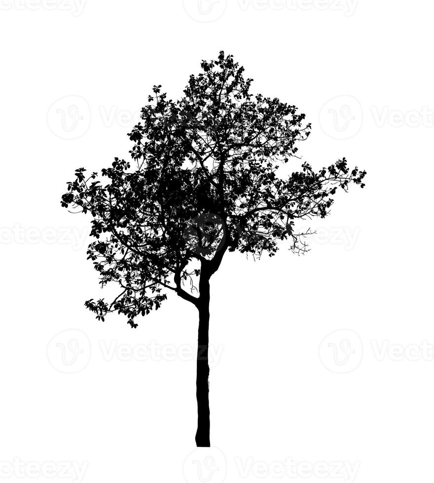 Tree silhouette for brush on white background. photo