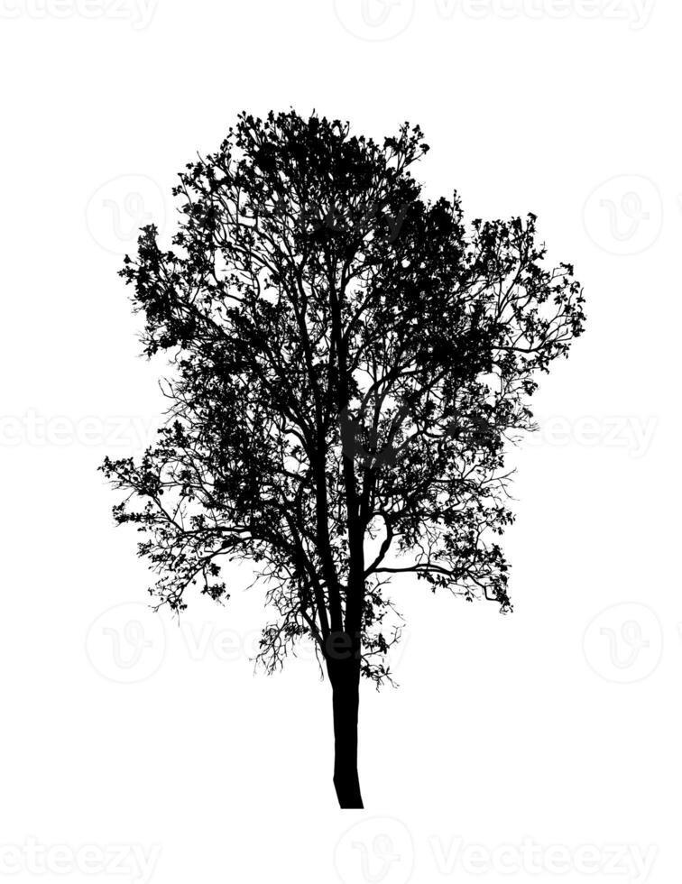 árbol silueta para cepillo en blanco antecedentes. foto