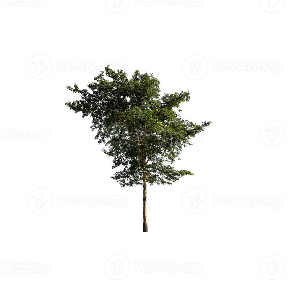 Tree that are isolated on a white background are suitable for both printing and web pages photo