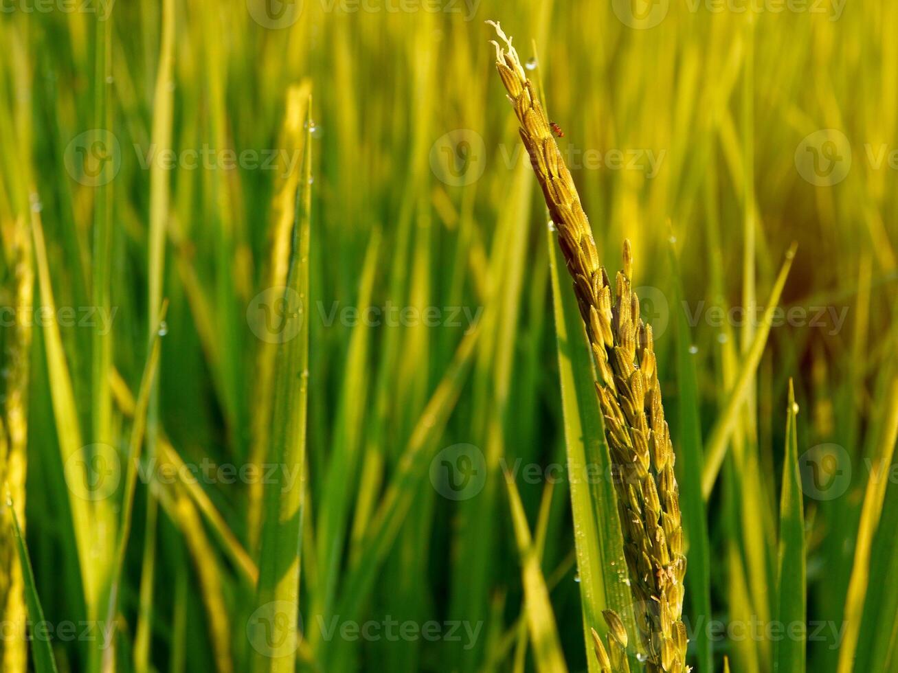 Rice Field in the Morning. photo