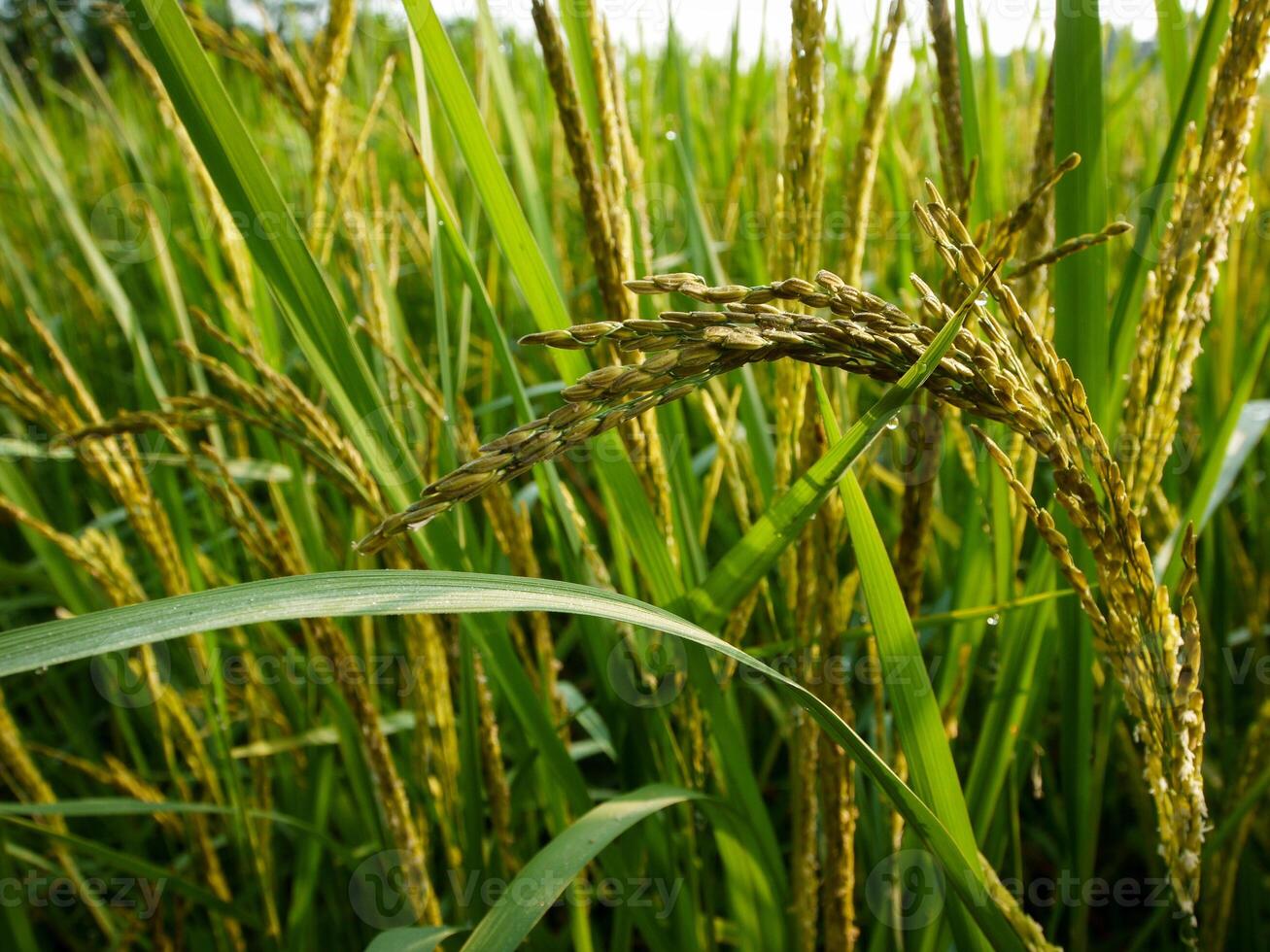 Rice Field in the Morning. photo