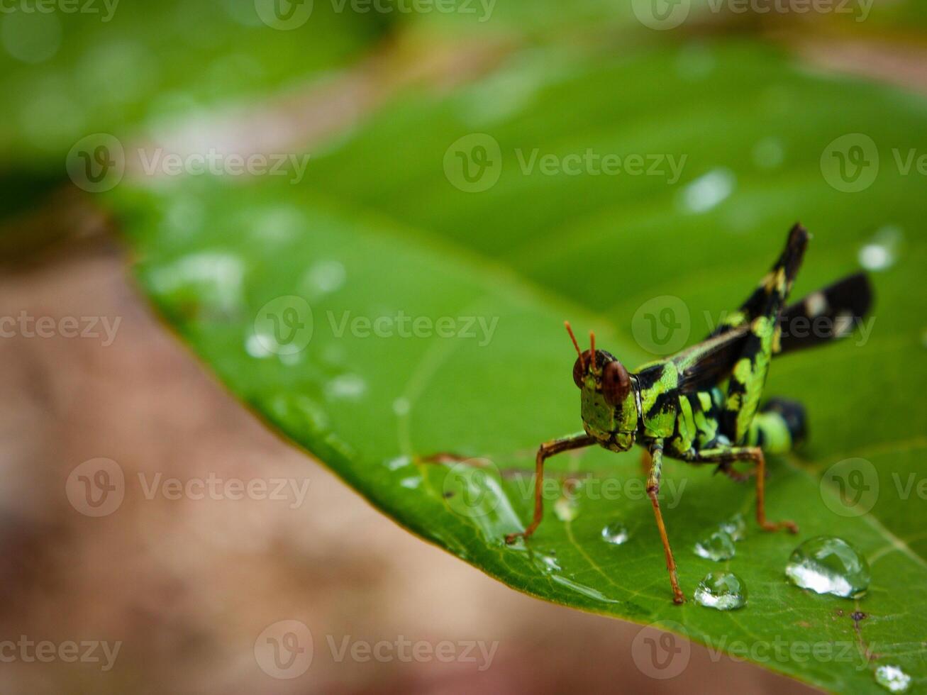 Grasshopper on leaf green grass in the natural environment, Green Grasshopper on the grass in meadow. photo