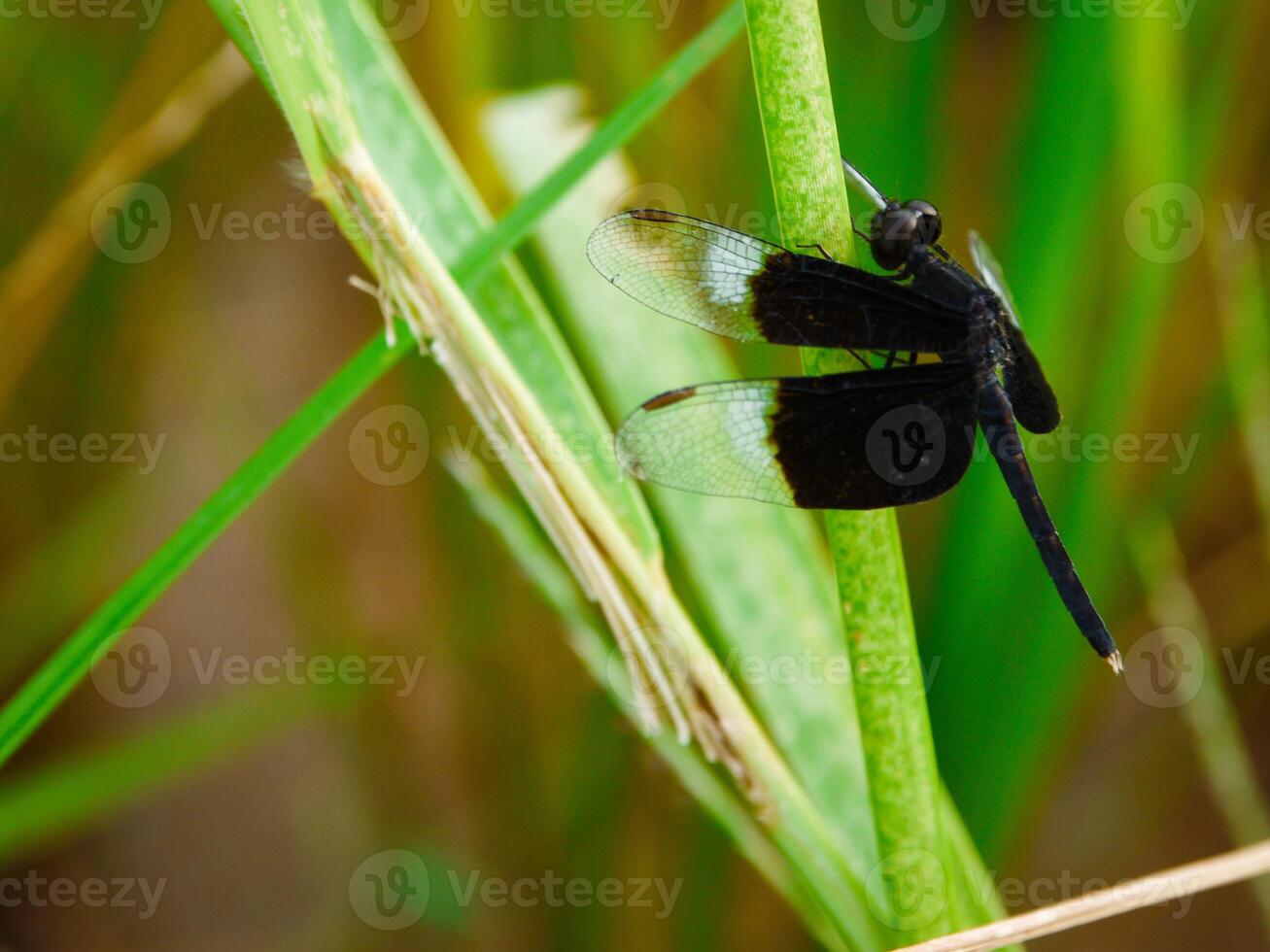 yellow dragonfly perched on the leaf. close-up of dragonfly. midday. green background photo