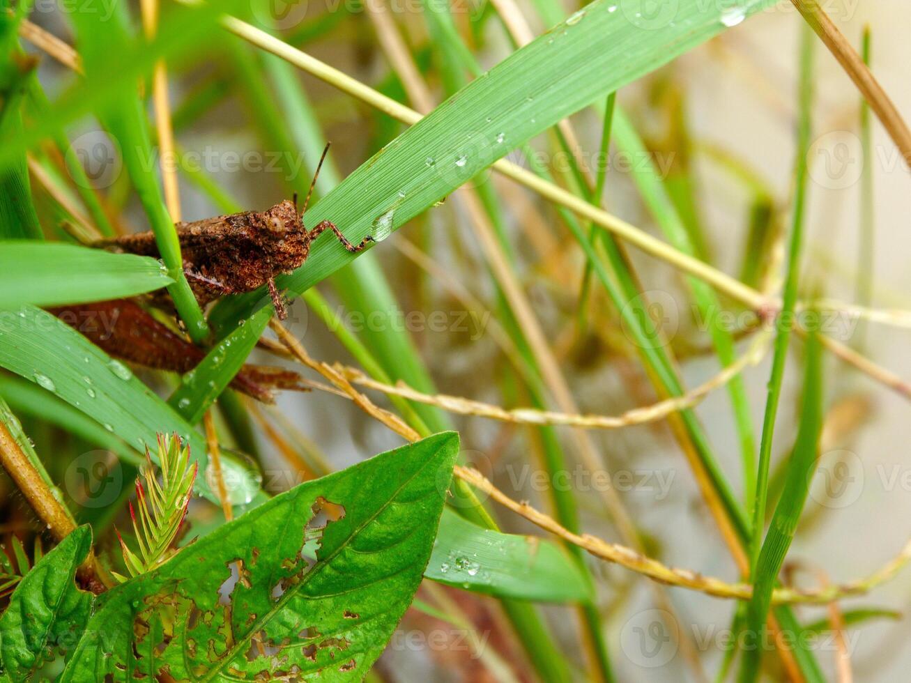 Grasshopper on leaf green grass in the natural environment, Green Grasshopper on the grass in meadow. photo
