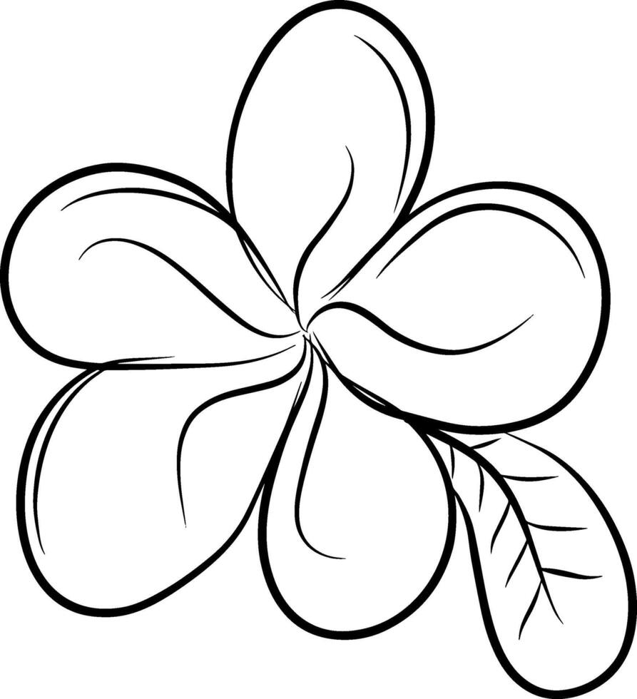 Hand drawing line of frangipani flower design graphic illustration vector