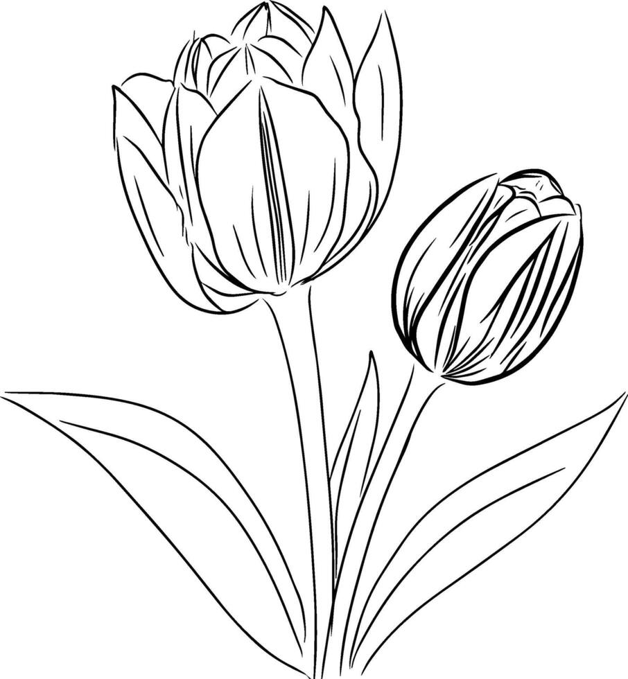 Hand drawing line of Tulip flower design graphic illustration vector