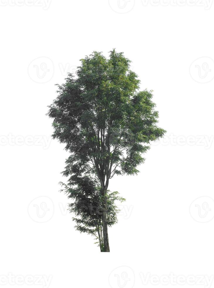 Tree that are isolated on a white background are suitable for both printing and web pages photo