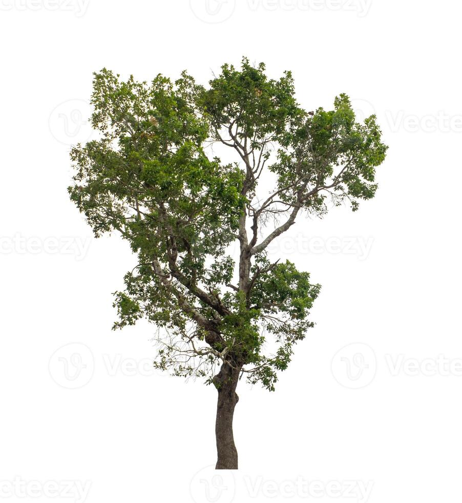 Tree that are isolated on a white background are suitable for both printing and web pages photo