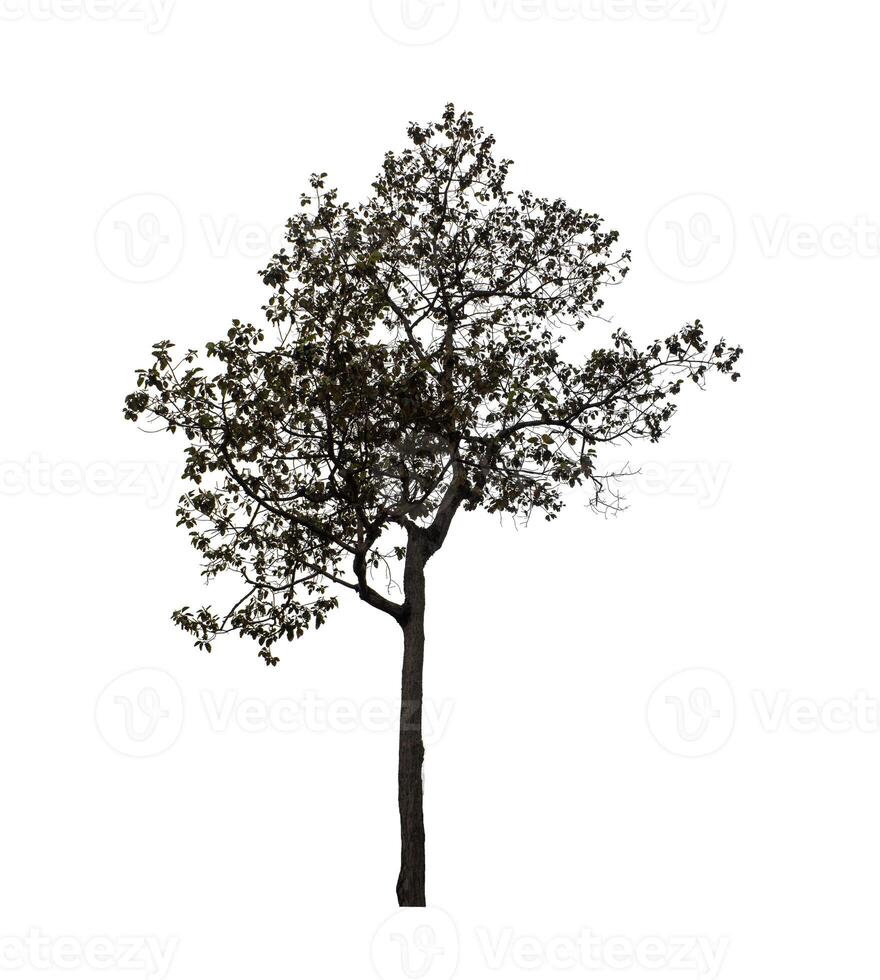 Tree that are isolated on a white background are suitable for both printing and web pages photo