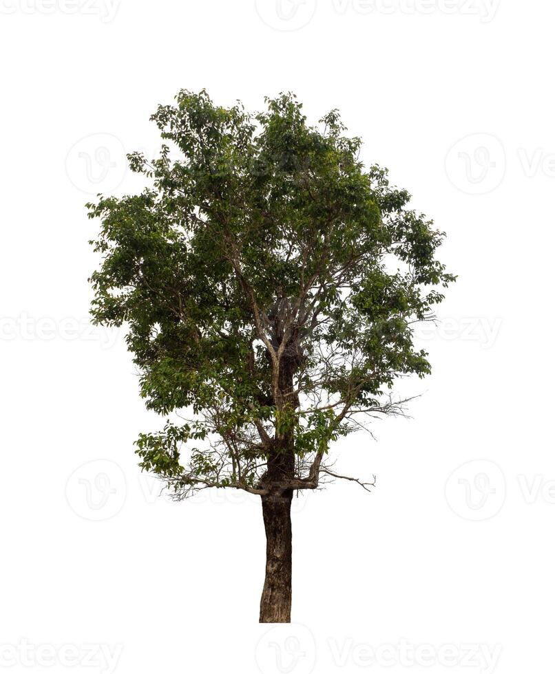 Tree that are isolated on a white background are suitable for both printing and web pages photo