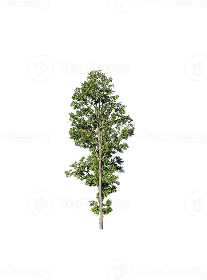Tree that are isolated on a white background are suitable for both printing and web pages photo