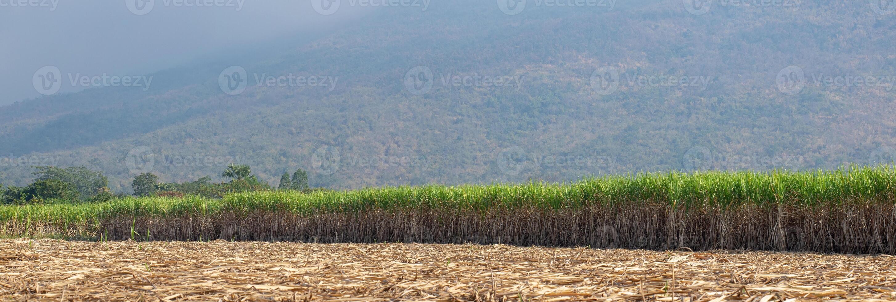 plantaciones de caña de azúcar, la planta agrícola tropical en tailandia foto