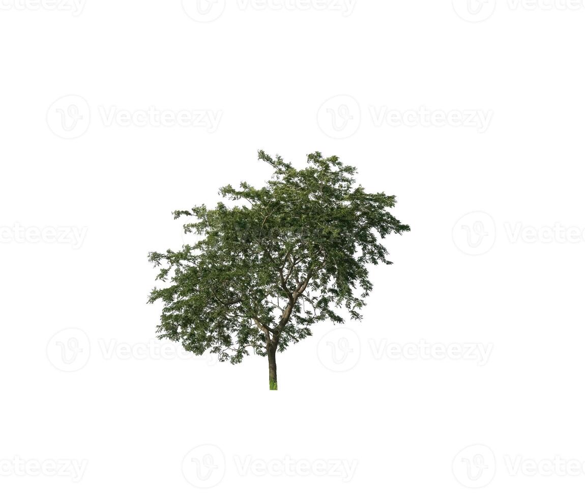 Tree that are isolated on a white background are suitable for both printing and web pages photo