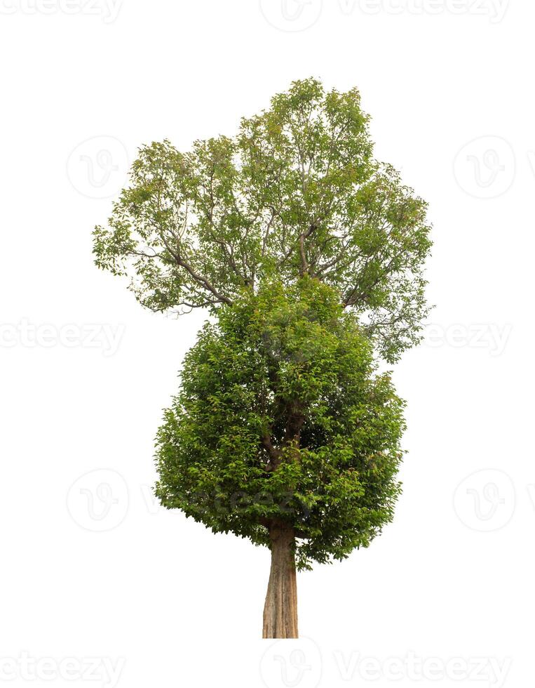 Tree that are isolated on a white background are suitable for both printing and web pages photo