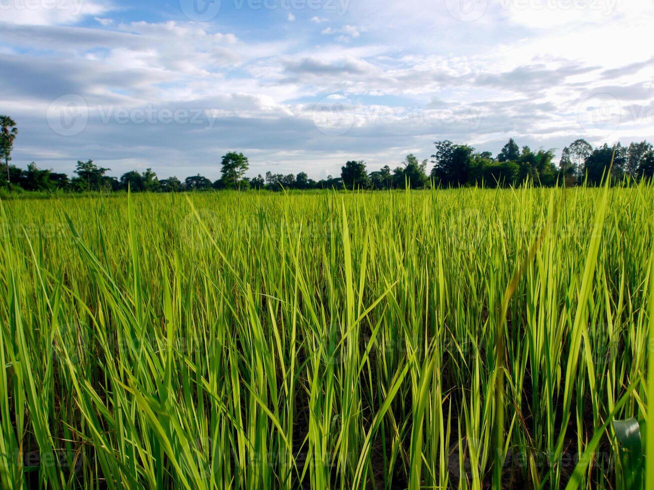 Morning sunrise on rice fields in Thailand, Asia, beautiful colors and natural light in the sky. photo