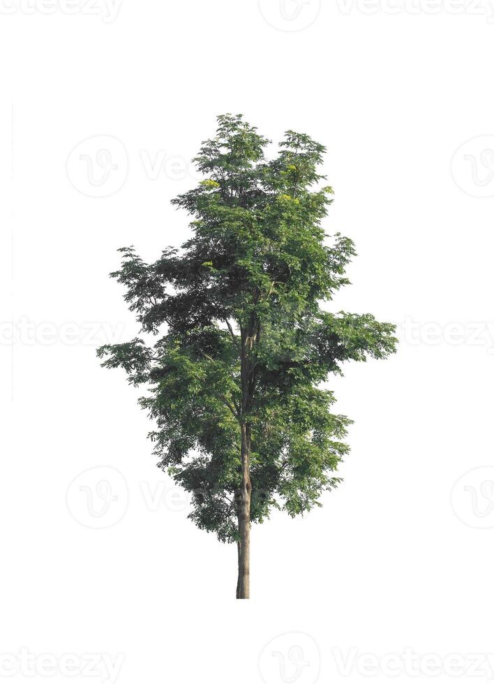 Tree that are isolated on a white background are suitable for both printing and web pages photo