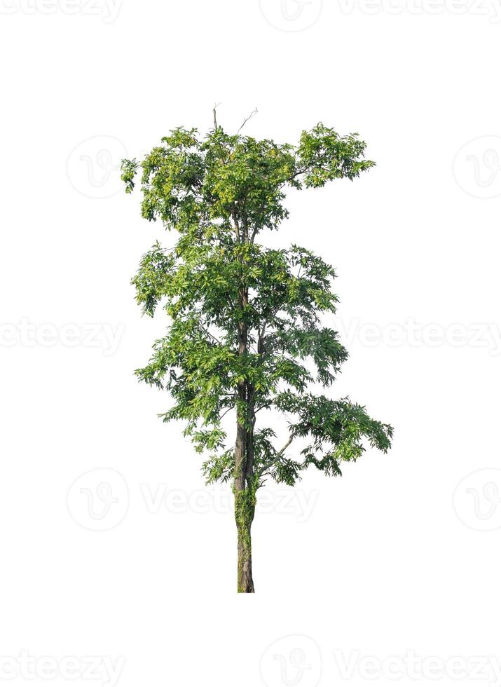 Tree that are isolated on a white background are suitable for both printing and web pages photo