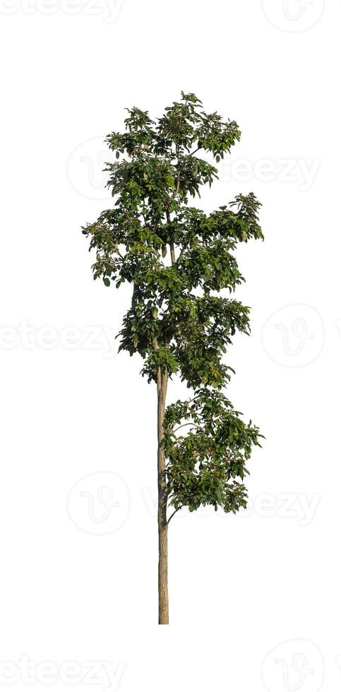 Tree that are isolated on a white background are suitable for both printing and web pages photo