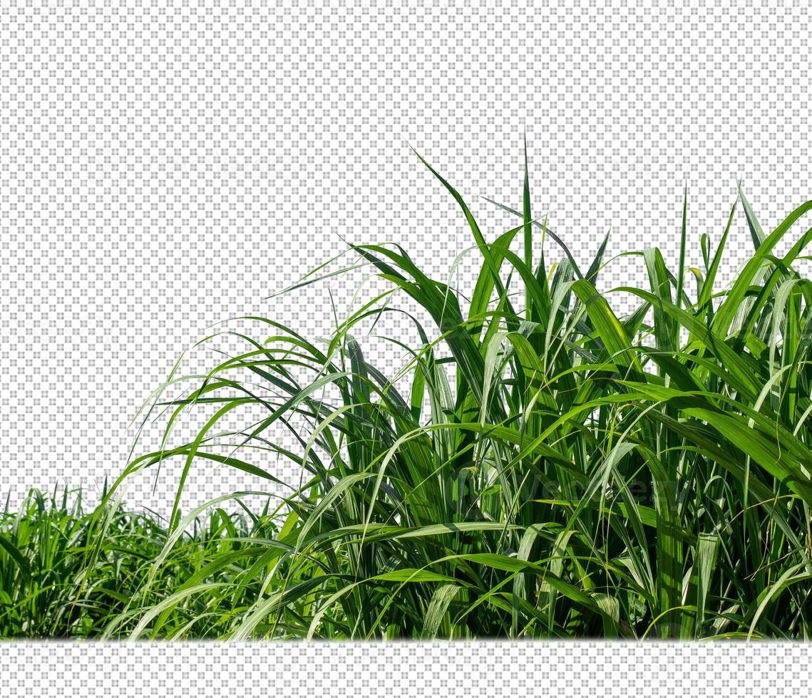 sugar cane on transparent picture background with clipping path photo