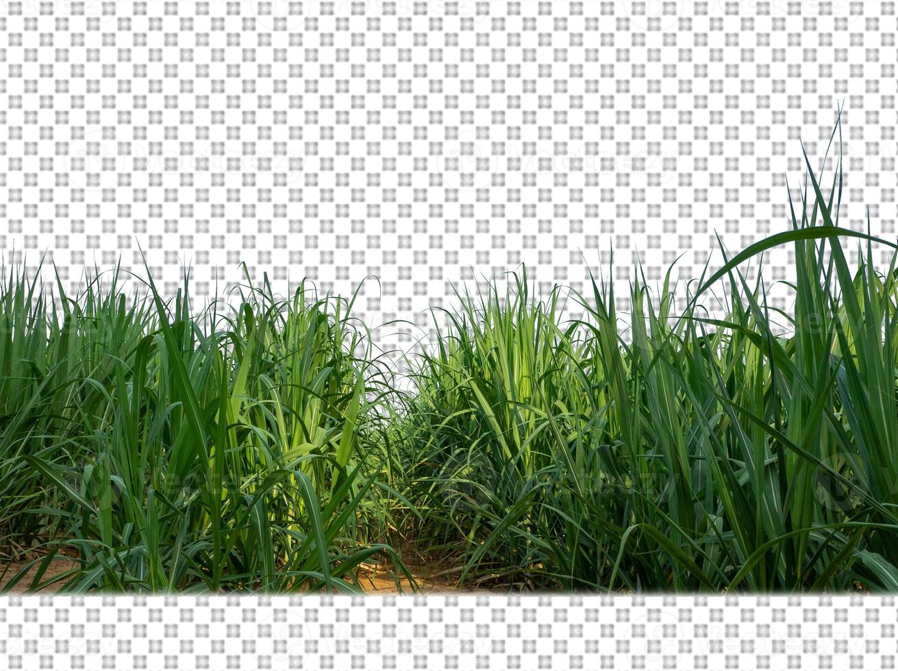 sugar cane on transparent picture background with clipping path photo