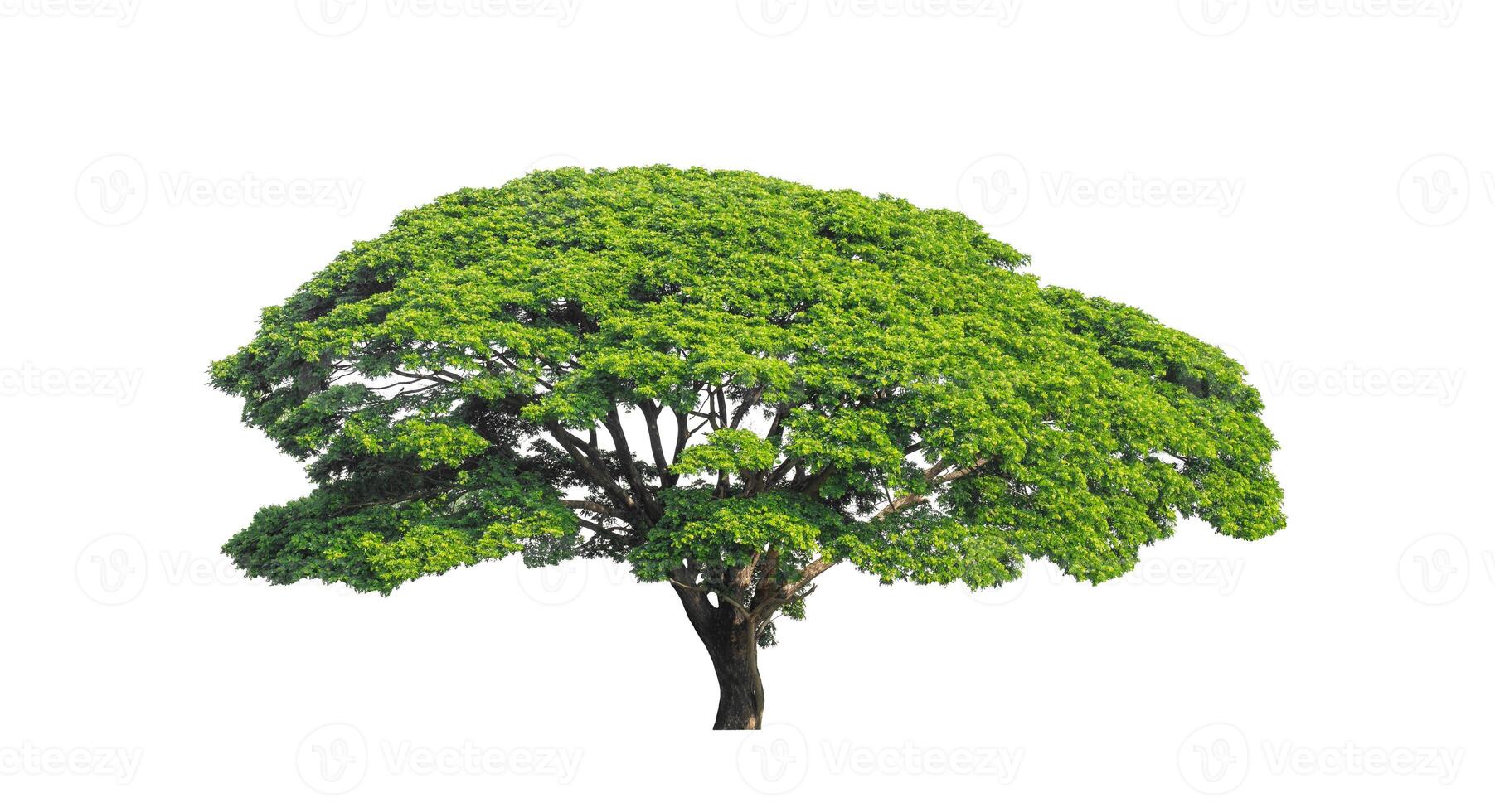 Tree that are isolated on a white background are suitable for both printing and web pages photo