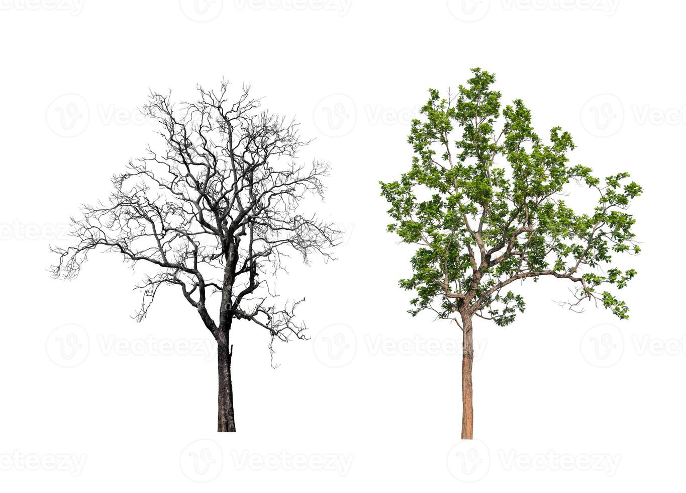 isolated tree Collection on White Backdrop photo