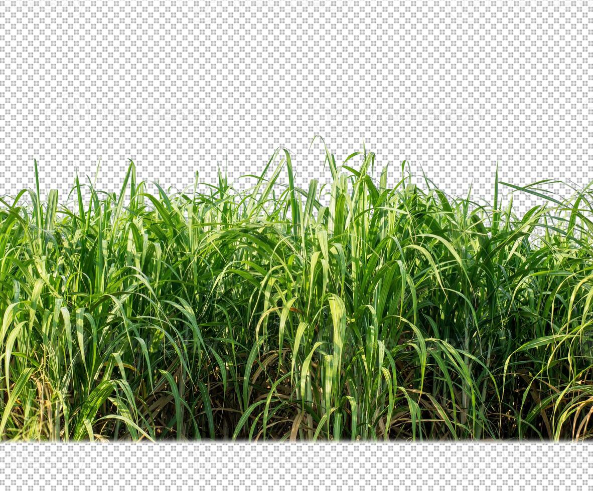 sugar cane on transparent picture background with clipping path photo