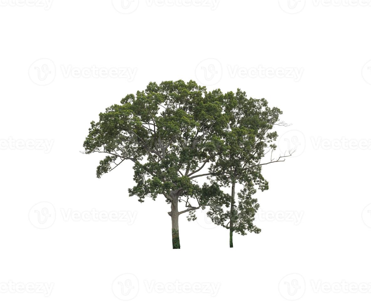 Tree that are isolated on a white background are suitable for both printing and web pages photo