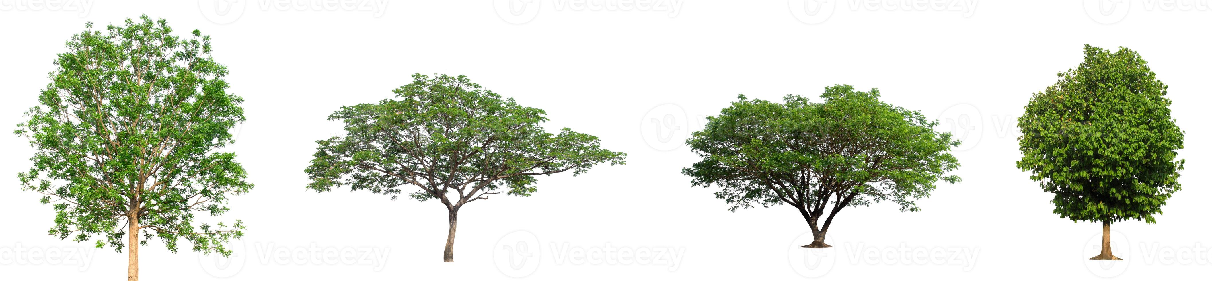 Set of Isolated trees on white background , The collection of trees photo