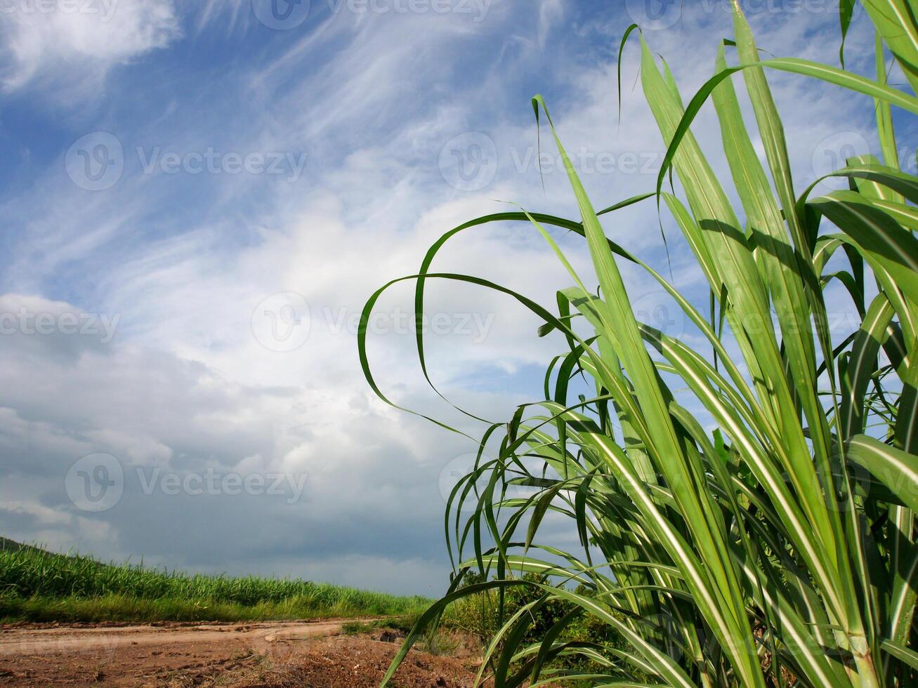 Sugar cane with sky photo