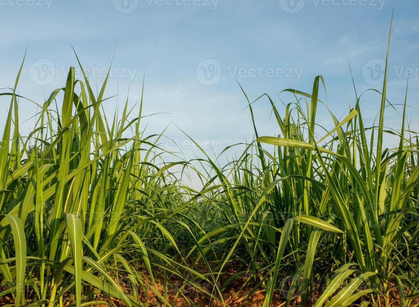 campo de caña de azúcar al amanecer en tailandia foto