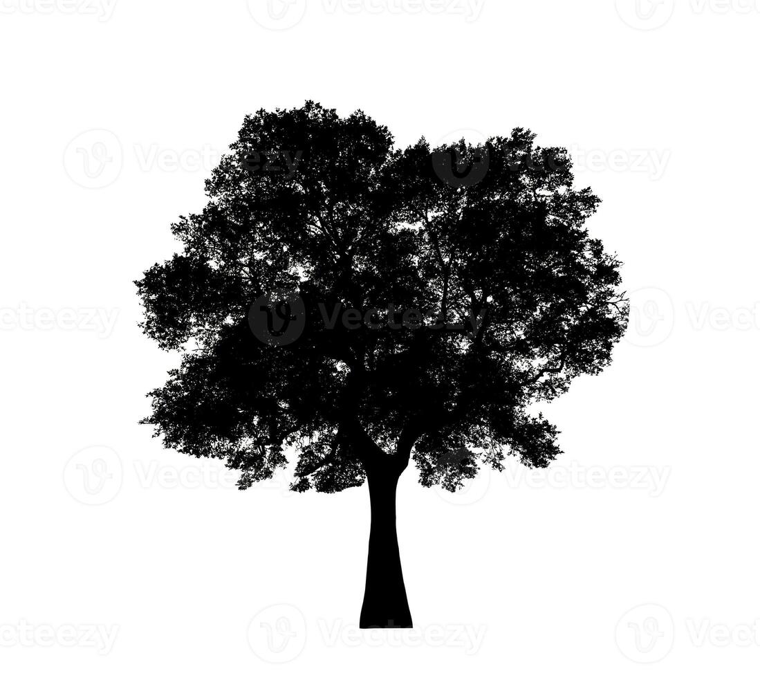 Tree silhouette for brush on white background. photo