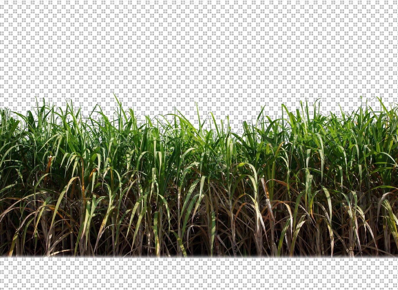 sugar cane on transparent picture background with clipping path photo