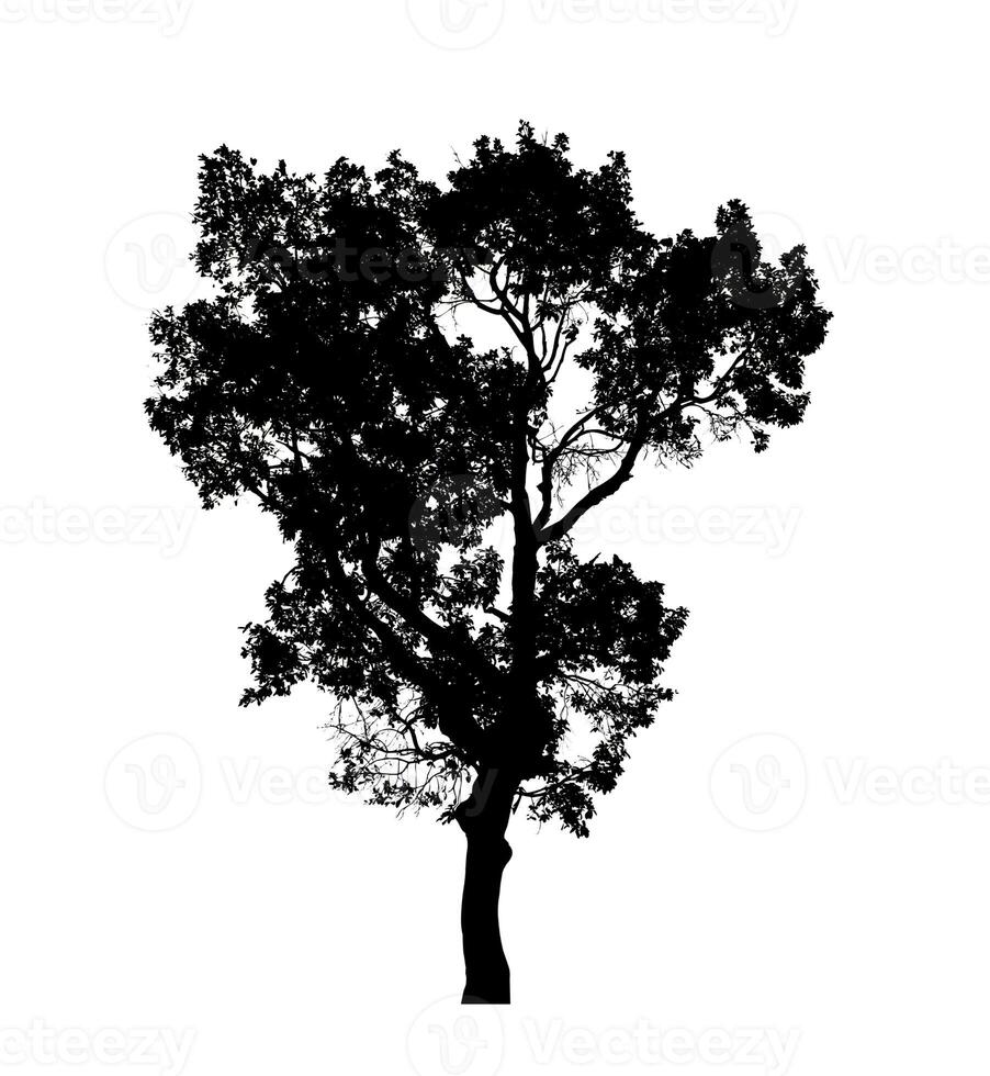 Tree silhouette for brush on white background. photo