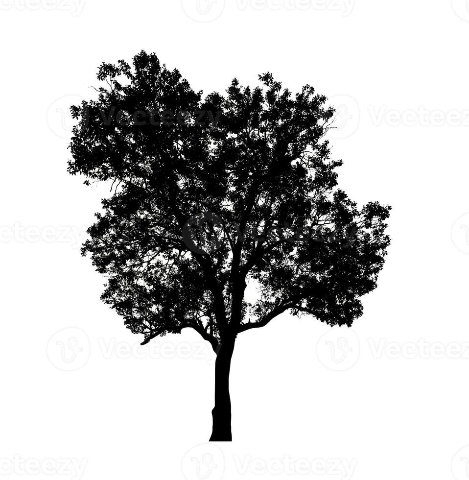 Tree silhouette for brush on white background. photo